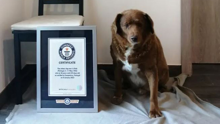 Ο Μπόμπι είναι ο γηραιότερος σκύλος του κόσμου