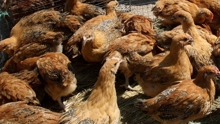 Αιθέριο έλαιο μέντας σε κότες και η γονιμότητα των χοίρων μελετώνται από Έλληνες ερευνητές