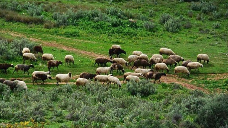 Οι κτηνοτρόφοι επενδύουν στον εκσυγχρονισμό των μονάδων τους