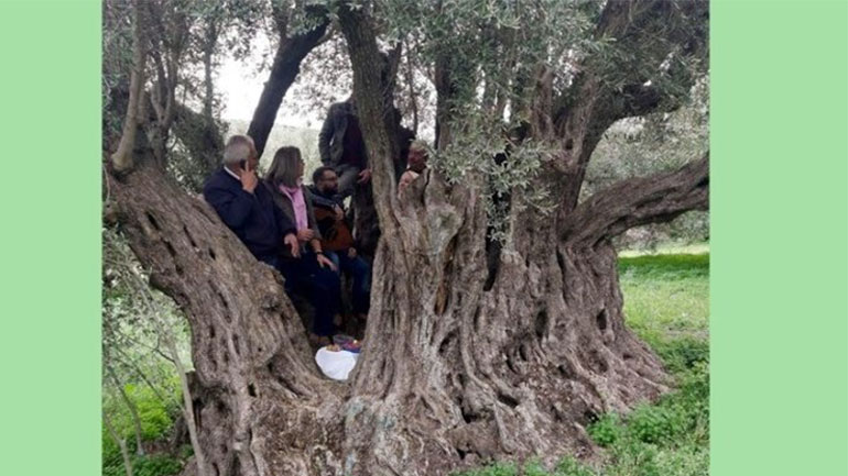 «Τέχνη κατ’αγρόν» για την προστασία των αρχαίων ελαιόδεντρων της Κρήτης