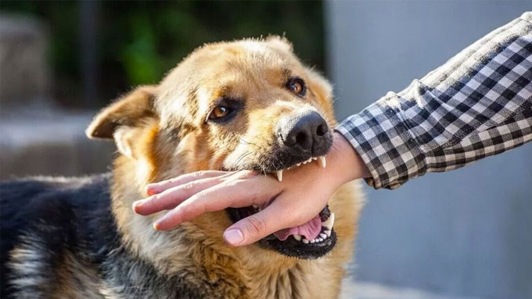 Γιατί τα σκυλιά δαγκώνουν