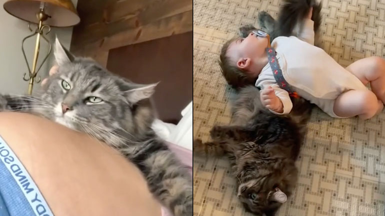 Η γάτα ανυπομονούσε να γνωρίσει το μωρό