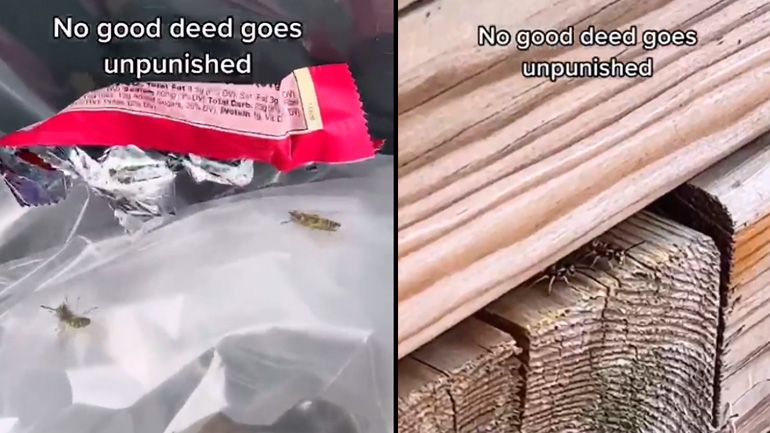 Γυναίκα βοηθά δύο σφήκες παγιδευμένες σε σακούλα απορριμμάτων