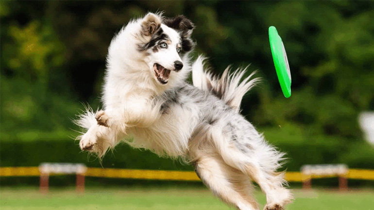 Πόσο σημαντική είναι η γυμναστική για τον σκύλο μας