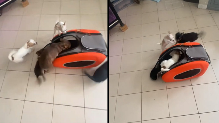 Τα τσιουάουα ετοιμάζονται για βόλτα Τα τσιουάουα ετοιμάζονται για βόλτα