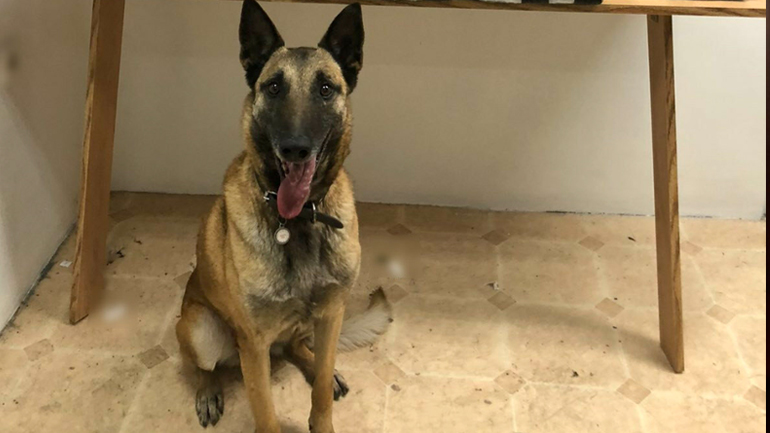 Αλεξανδρούπολη: Η «Λάικα» μύρισε 32 κιλά κάνναβη