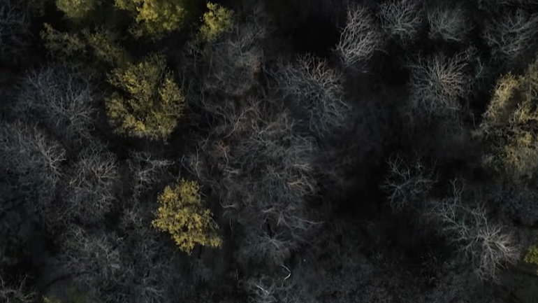 Το δάσος – πάνω από τα δέντρα