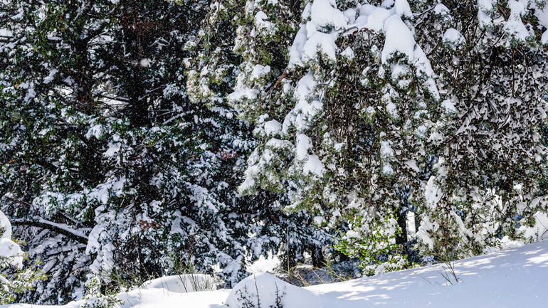 Χιονόπτωση και πάλι στον Βόλο και το Πήλιο – Κλειστά την Τετάρτη σχολεία και δικαστήρια