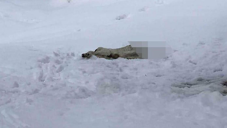 Φρίκη στον Βόλο: Αποκεφάλισαν σκύλο και τον πέταξαν στα χιόνια