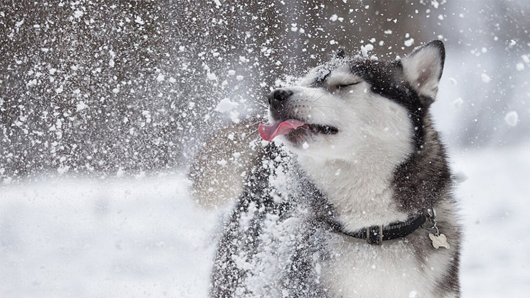 Πόσο ασφαλές είναι για τα σκυλιά να τρώνε χιόνι;