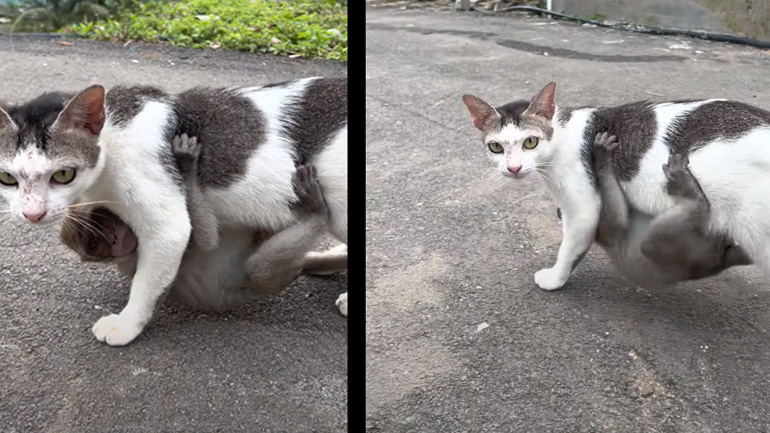 Γάτα υιοθετεί μια μικρή μαϊμού