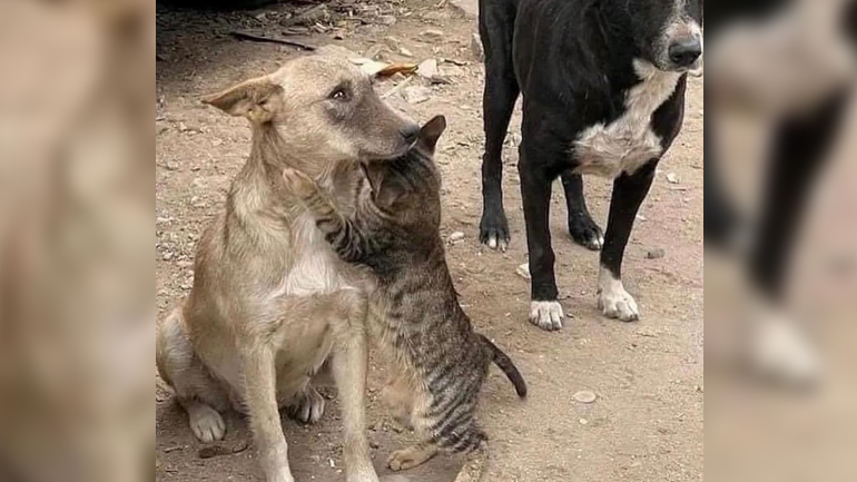 Όταν ο φόβος και η αγωνία για την επιβίωση ενώνει…