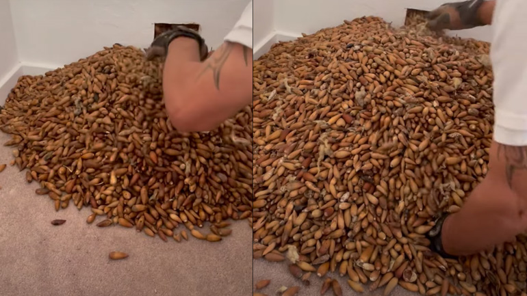 Βρήκε 300 κιλά βελανίδια κρυμμένα μέσα σε τοίχο