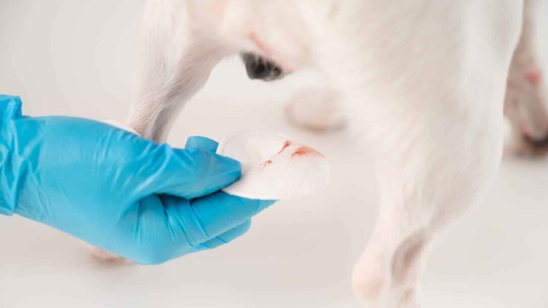 Πότε εμφανίζεται η περίοδος στα σκυλιά για πρώτη φορά;