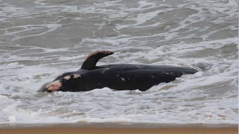 Νεκρές φάλαινες ξεβράστηκαν στις ακτές της Κύπρου – Πιθανώς να συνδέεται το γεγονός με τους σεισμούς σε Τουρκία και Συρία