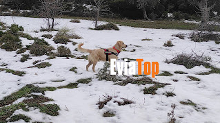 Εύβοια: Συνεχίζονται  για 5η μέρα οι έρευνες για τον 90χρονο κτηνοτρόφο