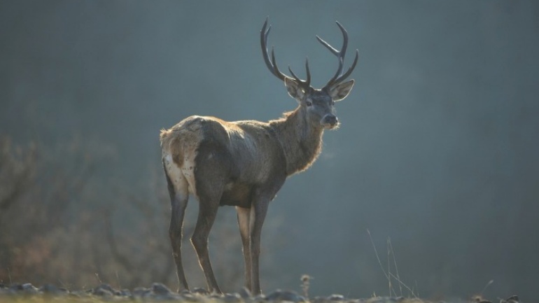 Περισσότερα από 100 ελάφια απελευθερώθηκαν στην Ανατολική Ροδόπη τους τελευταίους μήνες