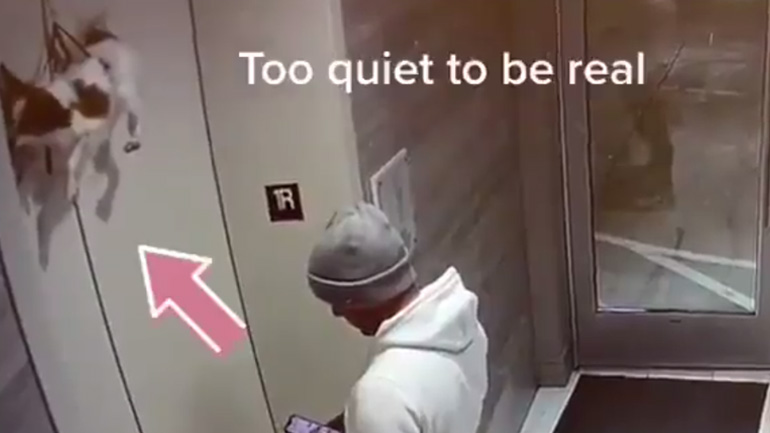 Σκύλος κρέμεται από ένα ασανσέρ Σκύλος κρέμεται από ένα ασανσέρ