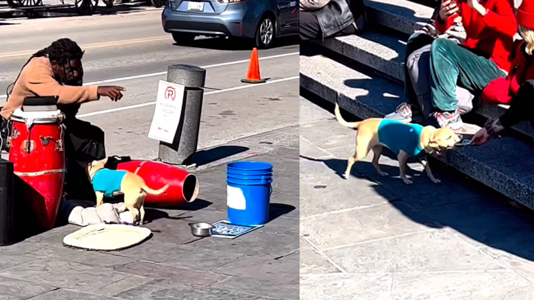 Πλανόδιος καλλιτέχνης τραγουδάει και ο σκύλος του μαζεύει τα φιλοδωρήματα