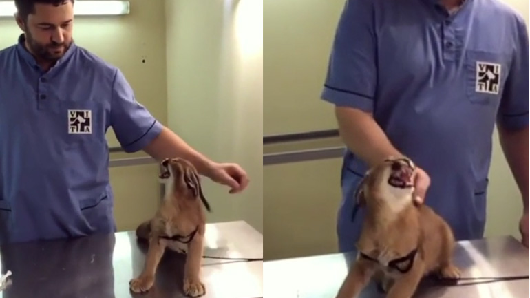 Νεαρός λύγκας προσπαθεί να τρομάξει τον κτηνίατρο