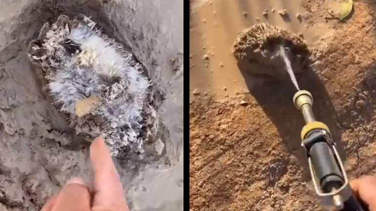 Διάσωση σκαντζόχοιρου από τη λάσπη 