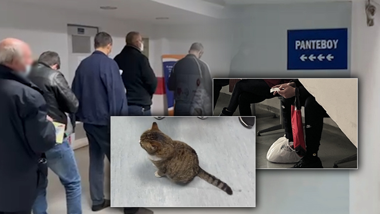 Να μην την πληρώσει ο γάτος!