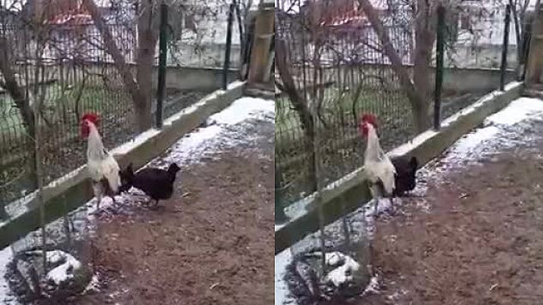 Οι γείτονες πρέπει να είναι πολύ χαρούμενοι με αυτόν τον κόκορα