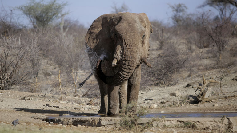Ελέφαντας σκότωσε αγρότη στην Ουγκάντα