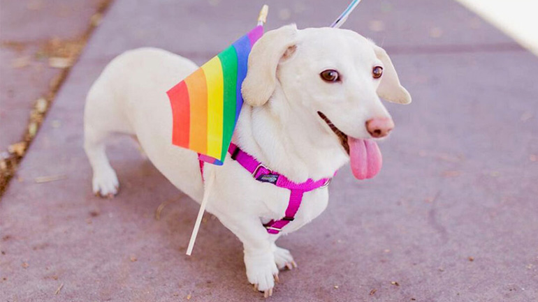 O σκύλος μας μπορεί να είναι gay σύμφωνα με τους επιστήμονες