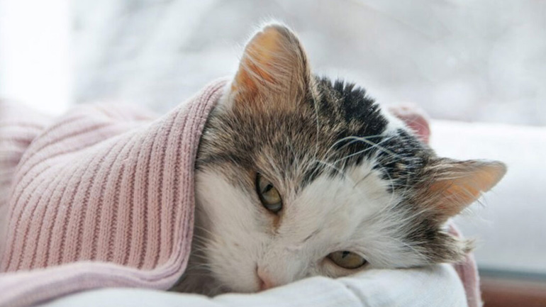 Γιατί η γάτα μας κάνει συχνά εμετούς;