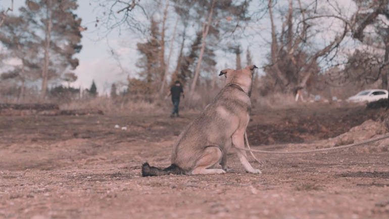 Συγκινεί το τραγούδι-μίνι ταινία του Σπύρου Μακρή για το θέμα της εγκατάλειψης ζώων!