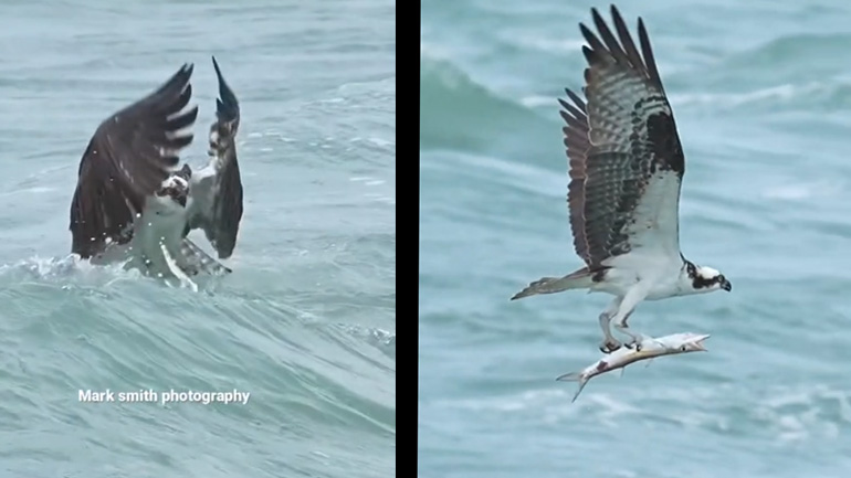 Ψαραετός αλιεύει ένα μπαρακούντα 