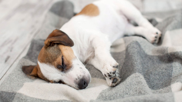 Πόσο ύπνο χρειάζεται πραγματικά ο σκύλος