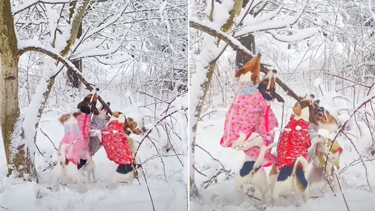 Πέντε Τζακ Ράσελ μάχονται για ένα κλαδί
