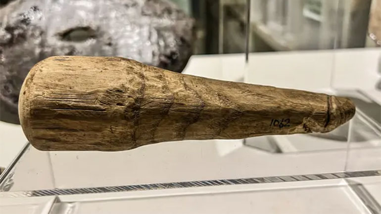 Βρέθηκε ο αρχαιότερος δονητής στον κόσμο σε φυσικό μέγεθος
