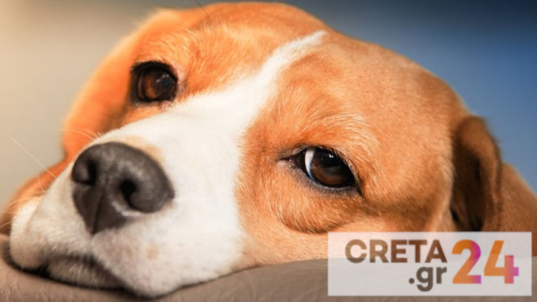 Ηράκλειο: «Έφυγε» η… μασκότ του αεροδρομίου – Θλίψη για την Κανέλα