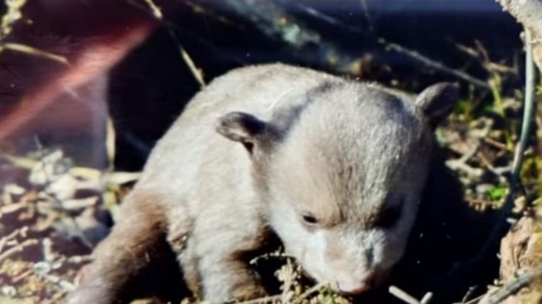 Αγρότης στην Καστοριά βρήκε στο χωράφι του αρκούδα με τα δύο μωρά της