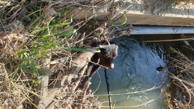 Φρίκη στην Ηλεία: Σκυλί βρέθηκε κρεμασμένο σε γέφυρα έξω από το χωριό Αρβανίτη