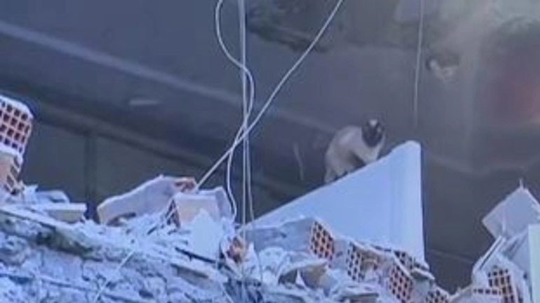 Τουρκία: Ειδικές δυνάμεις επιχειρούν να σώσουν κατοικίδια παγιδευμένα σε κατεστραμμένο κτήριο Τουρκία: Ειδικές δυνάμεις επιχειρούν να σώσουν κατοικίδια παγιδευμένα σε κατεστραμμένο κτήριο