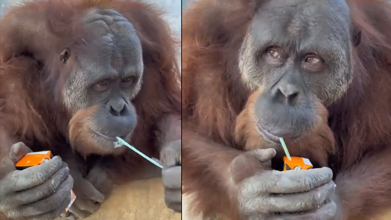 Ουρακοτάγκος ανοίγει ένα χυμό