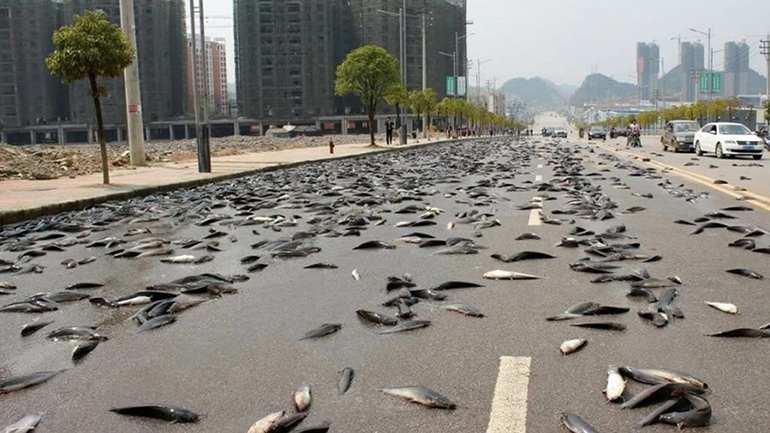 Έβρεξε… ψάρια σε πόλη της Αυστραλίας Έβρεξε… ψάρια σε πόλη της Αυστραλίας