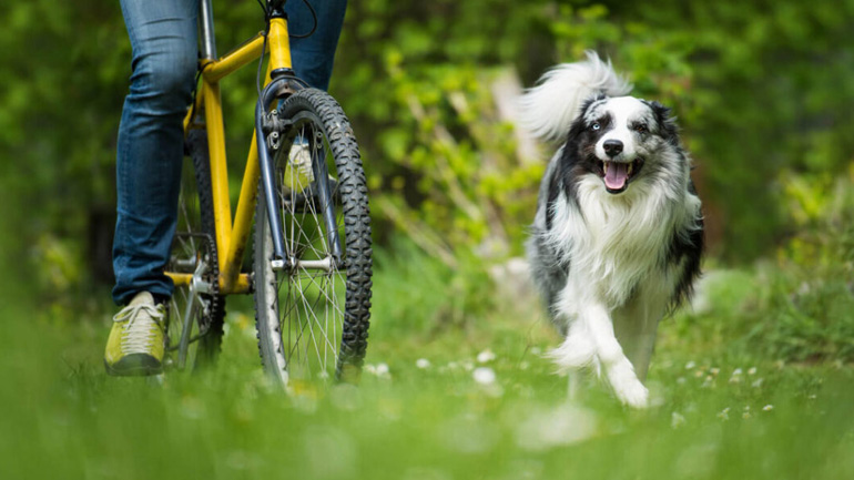 Πώς να κάνετε ποδήλατο με τον σκύλο σας