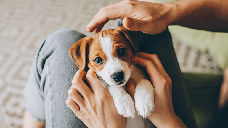 Οι απαραίτητες αγορές που πρέπει να κάνετε εάν αποκτήσατε σκυλάκι