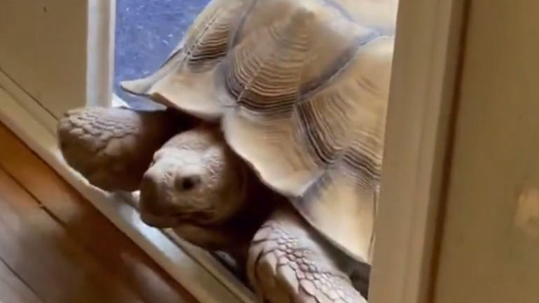 Επίσκεψη στο σπίτι