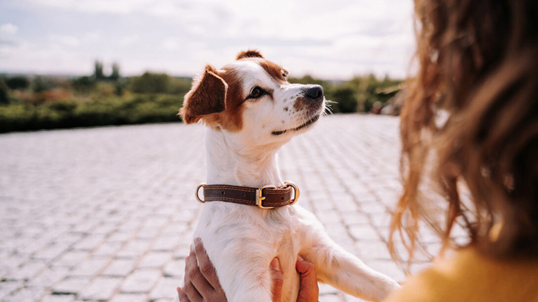 Πότε θα δεθείτε με έναν σκύλο που είχε προηγούμενο κηδεμόνα