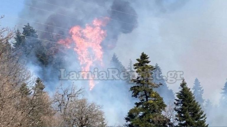 Φθιώτιδα: Πρόλαβαν τα χειρότερα μέσα στα έλατα οι πυροσβέστες