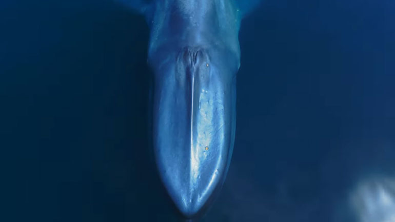 Τα καλύτερα εναέρια βίντεο με μπλε φάλαινες