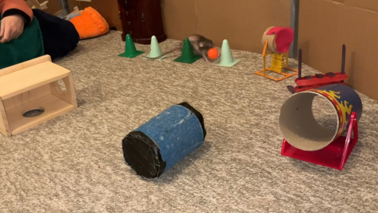 Μια γυναίκα εκπαιδεύει έναν αρουραίο