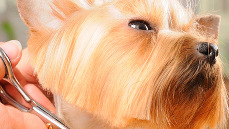 Ποια περιποίηση έχει ανάγκη ο σκύλος μου;