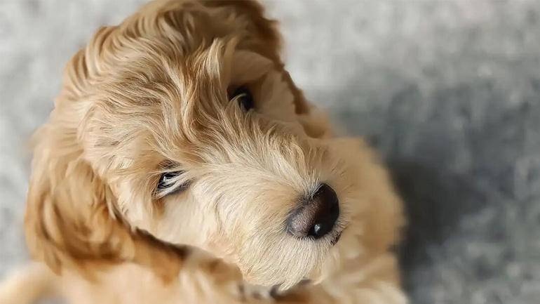 Πόσο χρόνο χρειάζεται ένα κουτάβι για να δεθεί με τον κηδεμόνα του